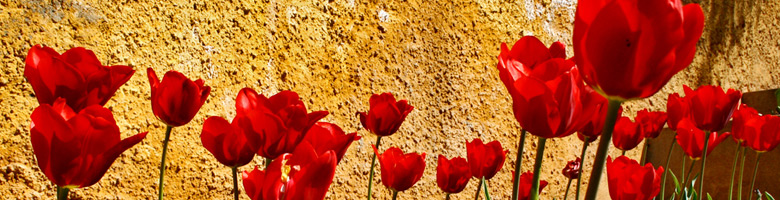 sta �i�ek sipari�i �i�ek g�nderme bilgi sitesi